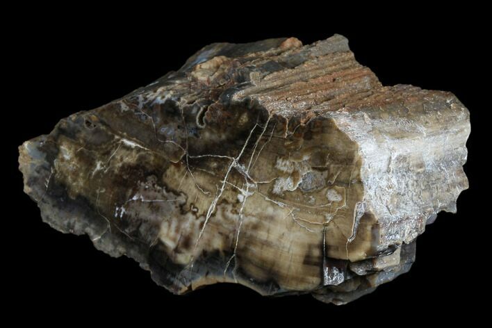 Polished, Petrified Wood (Araucarioxylon) - Arizona #176998